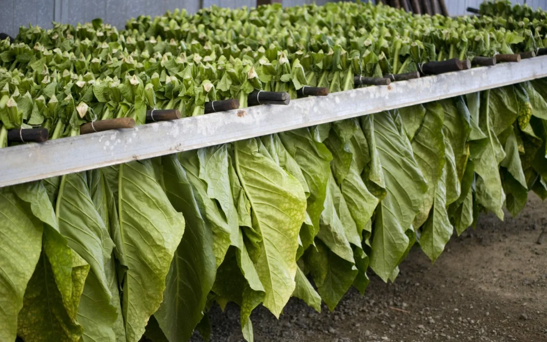 Tabacco, De Meo (Ppe): “Accordo di filiera è modello su cui insistere per creare innovazione”