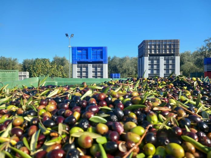 In Sicilia dal Pnrr oltre 12 milioni per la modernizzazione di 43 frantoi oleari: approvata la graduatoria